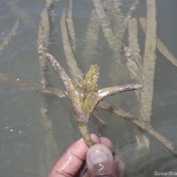 Enhalus acoroides (L.f.) Royle
